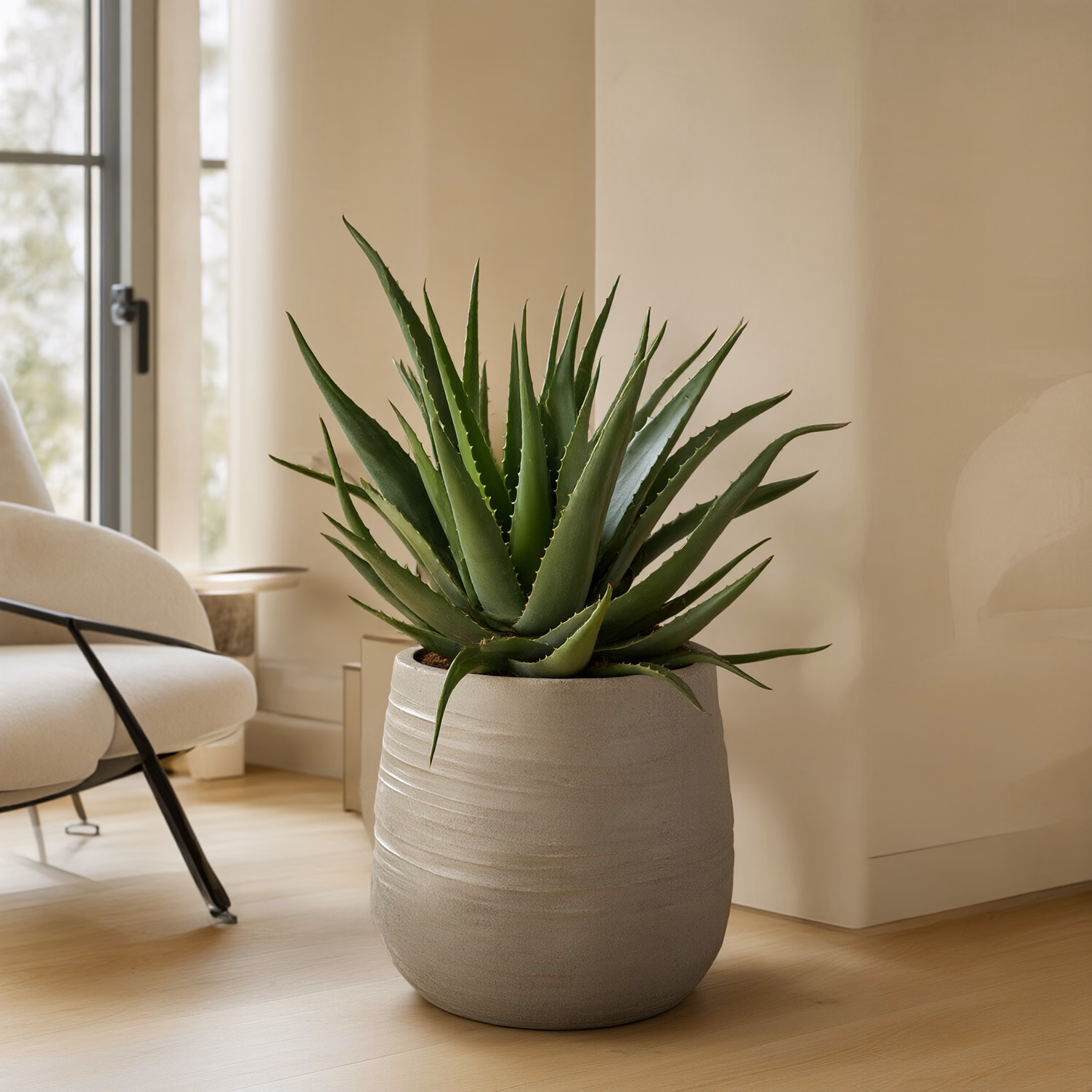 Aloe Vera Grande — foto 2