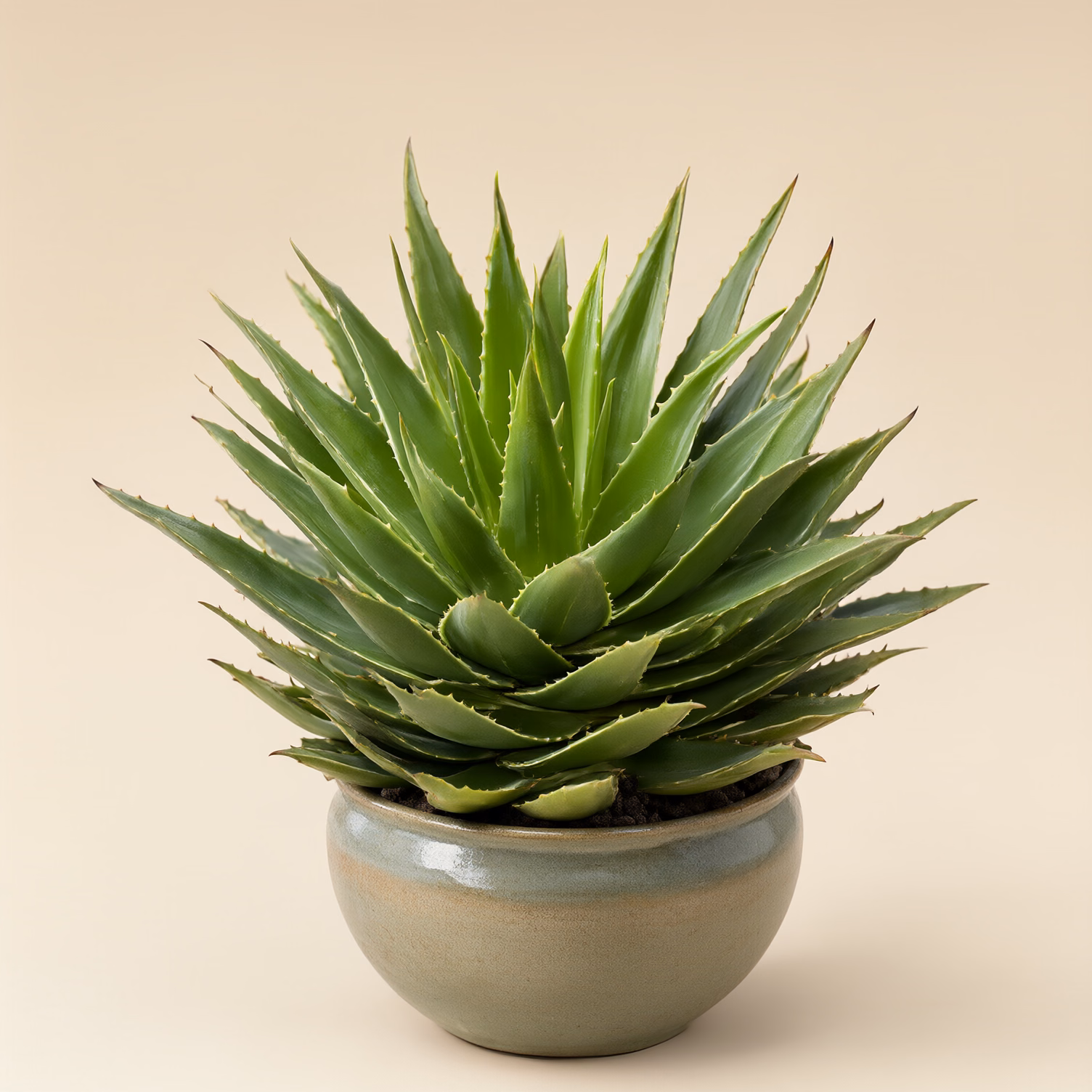 Aloe Vera Grande