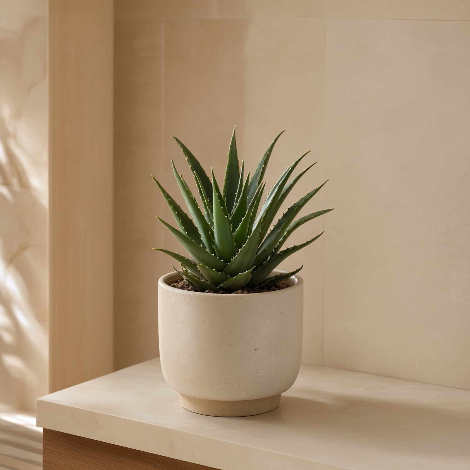 Aloe Vera Piccola — foto 2