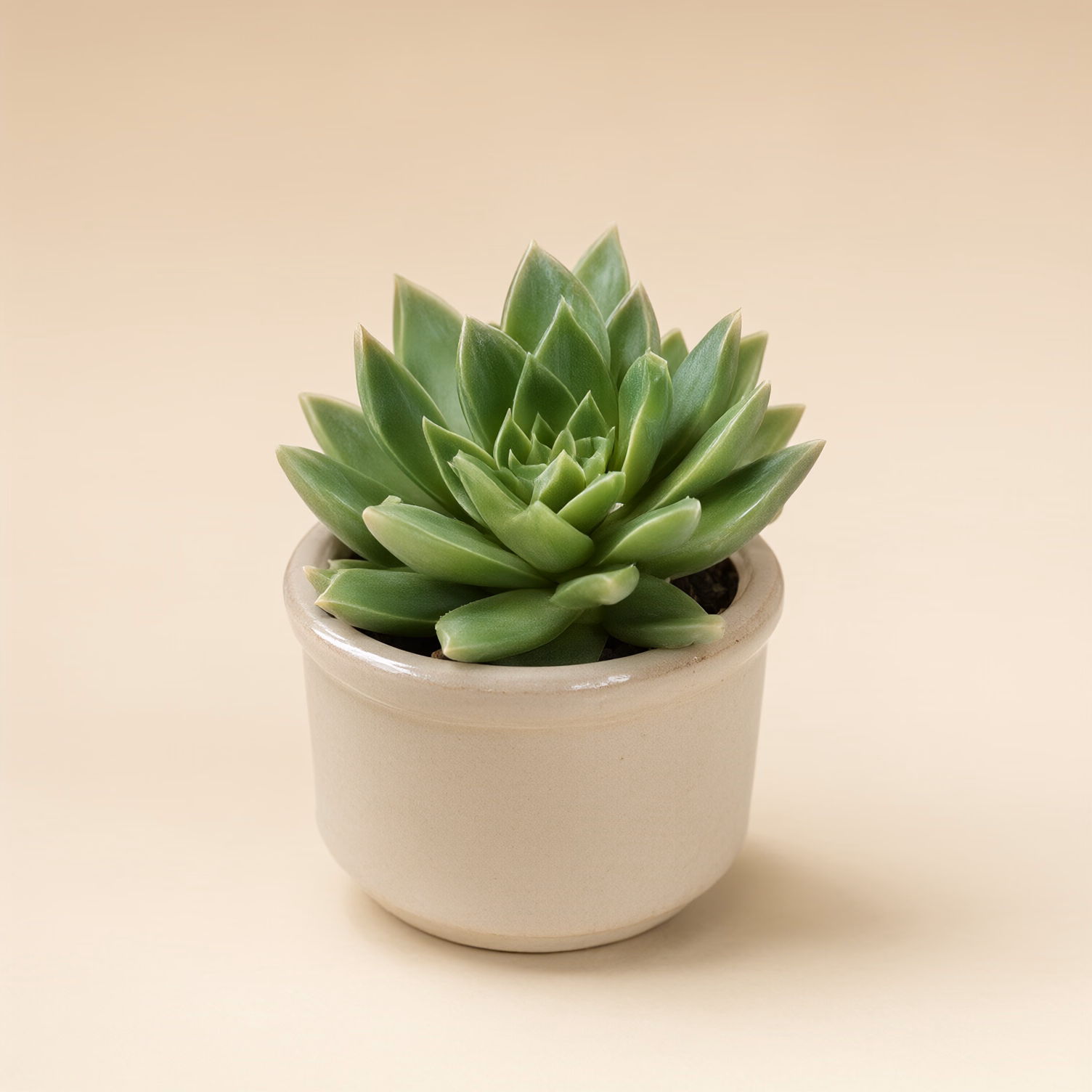 Aloe Vera Piccola