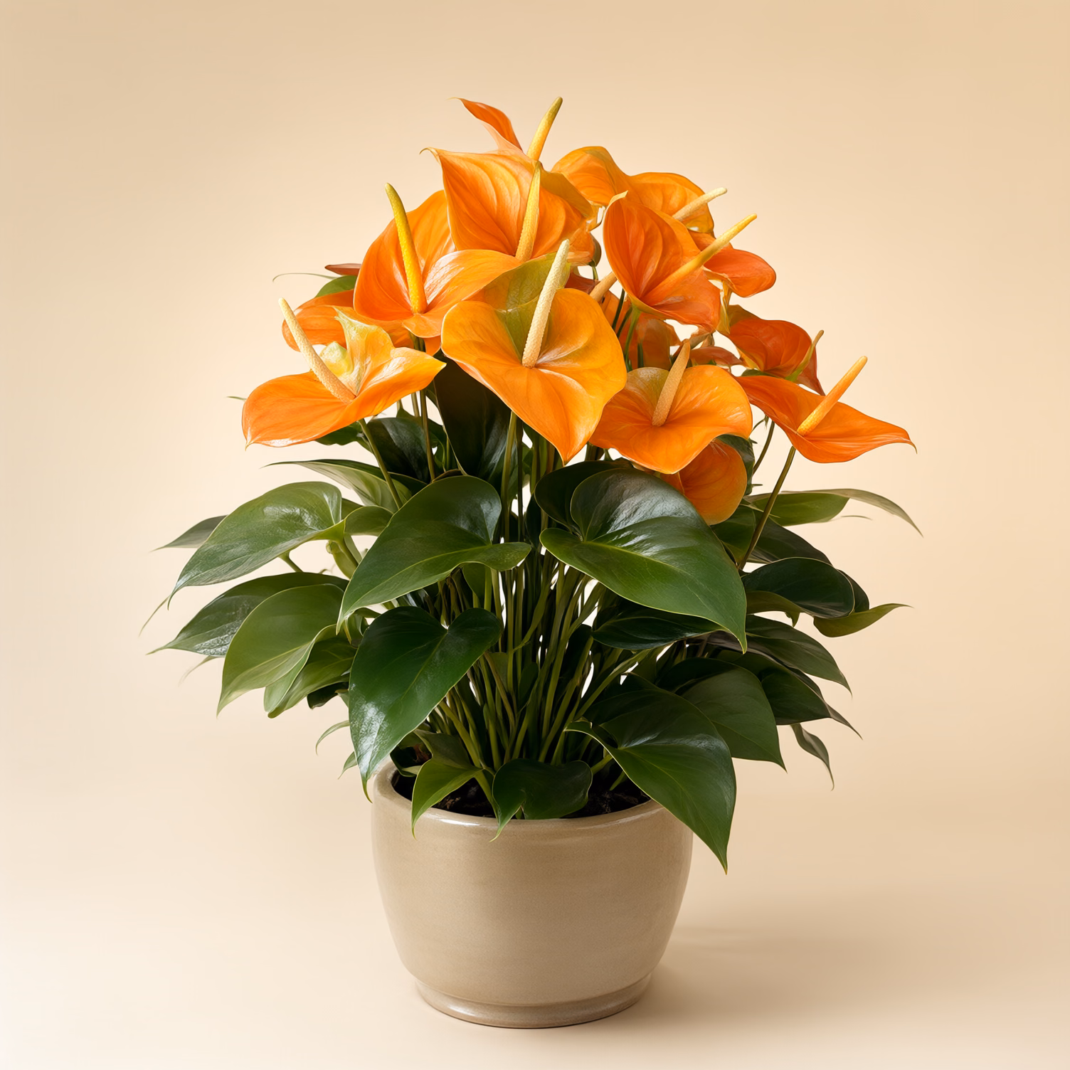 Anthurium Arancione