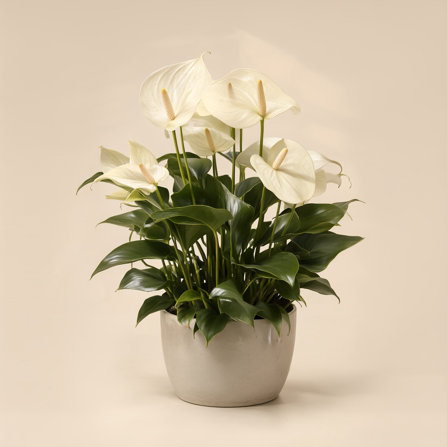 Anthurium Bianco
