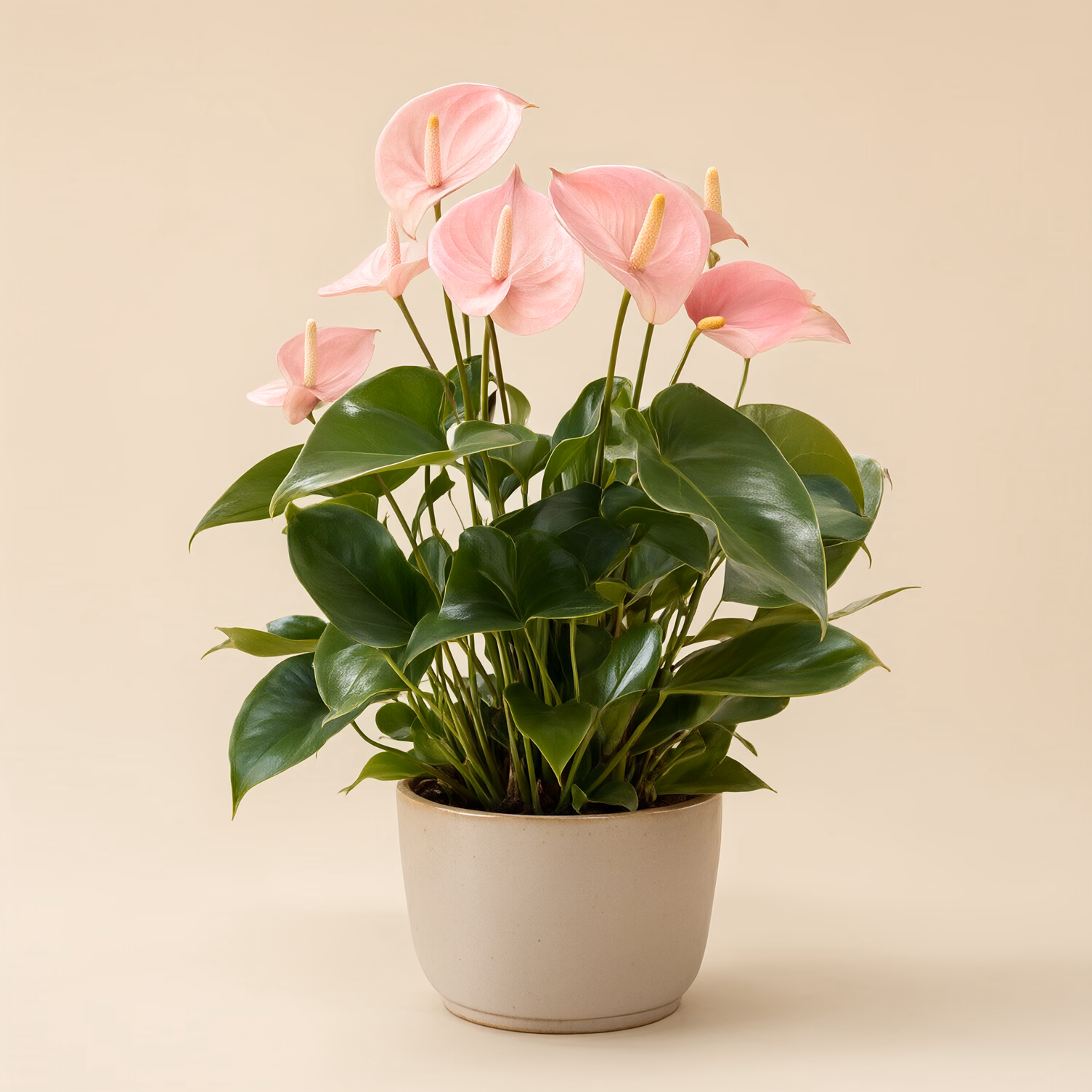 Anthurium Rosa
