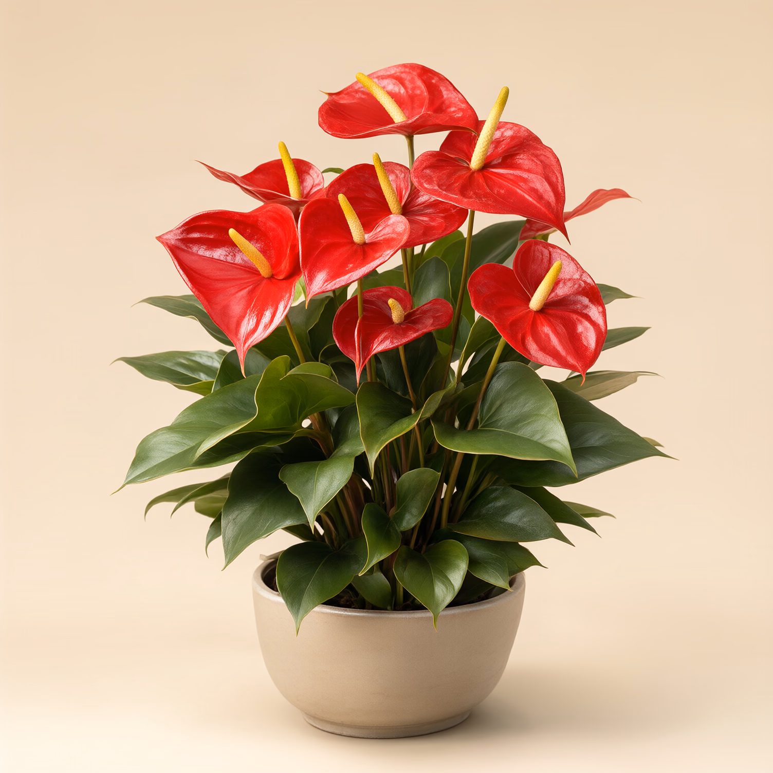 Anthurium Rosso
