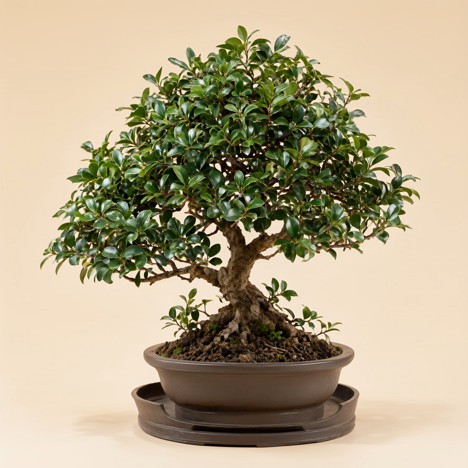 Bonsai Carmona