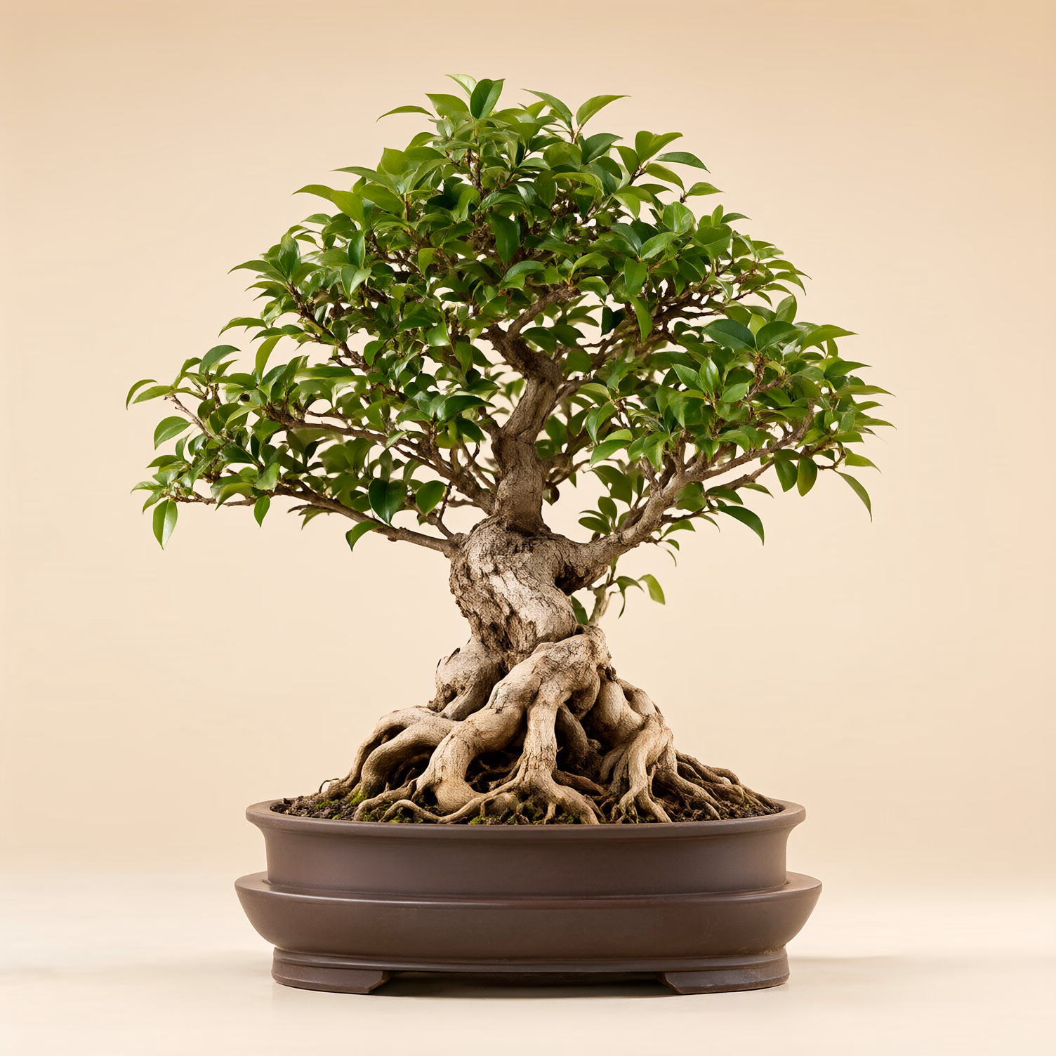 Bonsai Ficus Ginseng