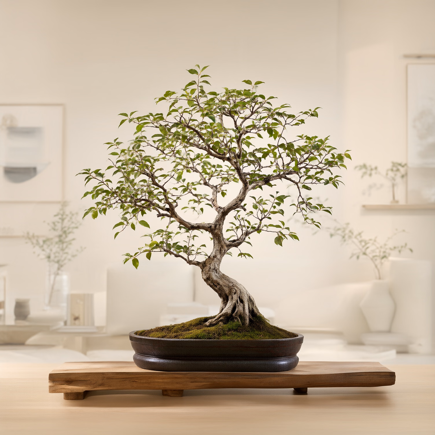 Bonsai Zelkova — foto 2