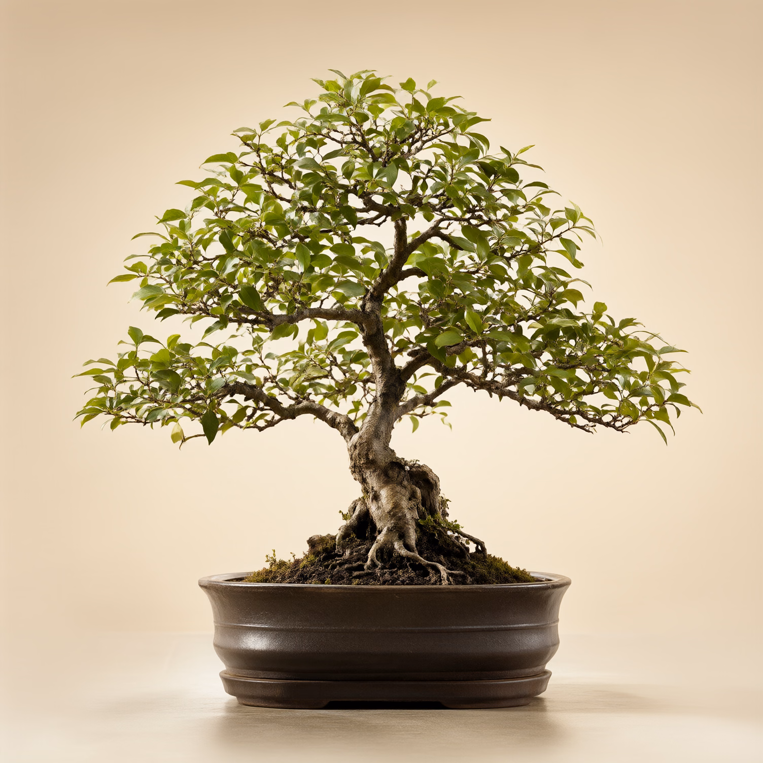 Bonsai Zelkova