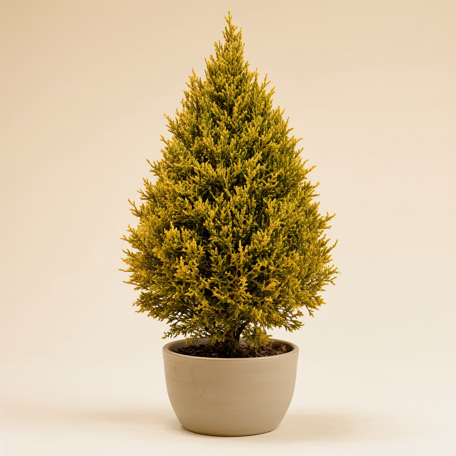 Cipresso Goldcrest