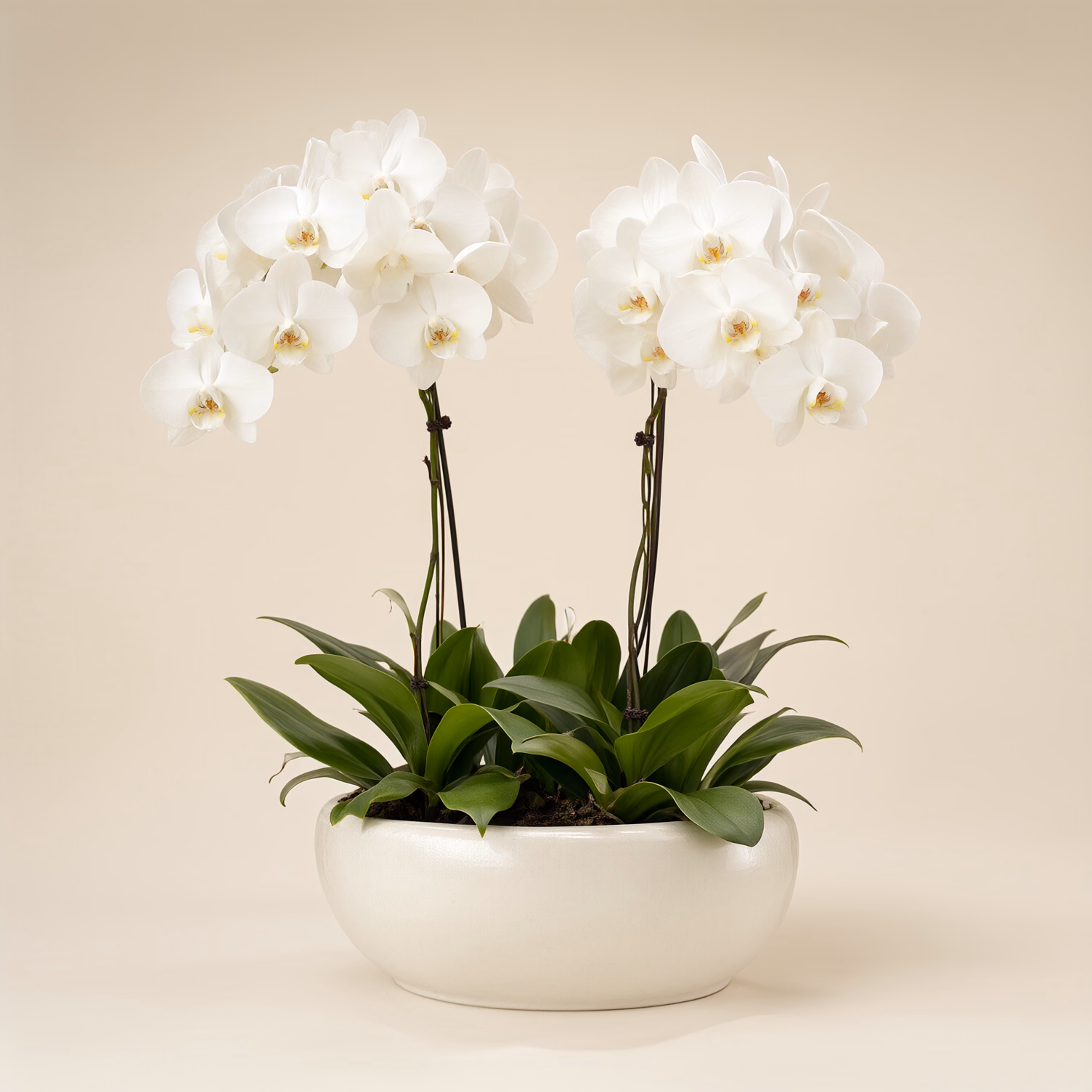 Doppia Orchidea Bianca