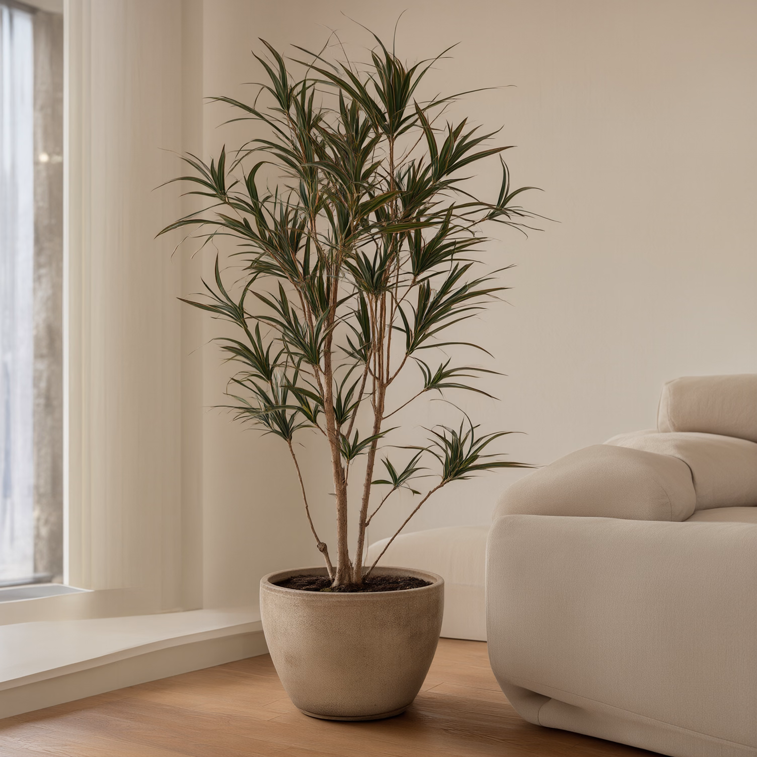 Dracena Marginata — foto 2