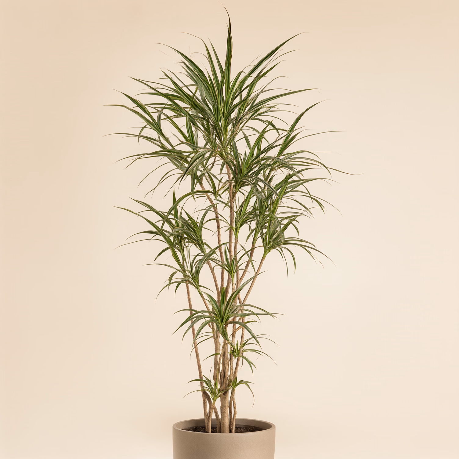 Dracena Marginata