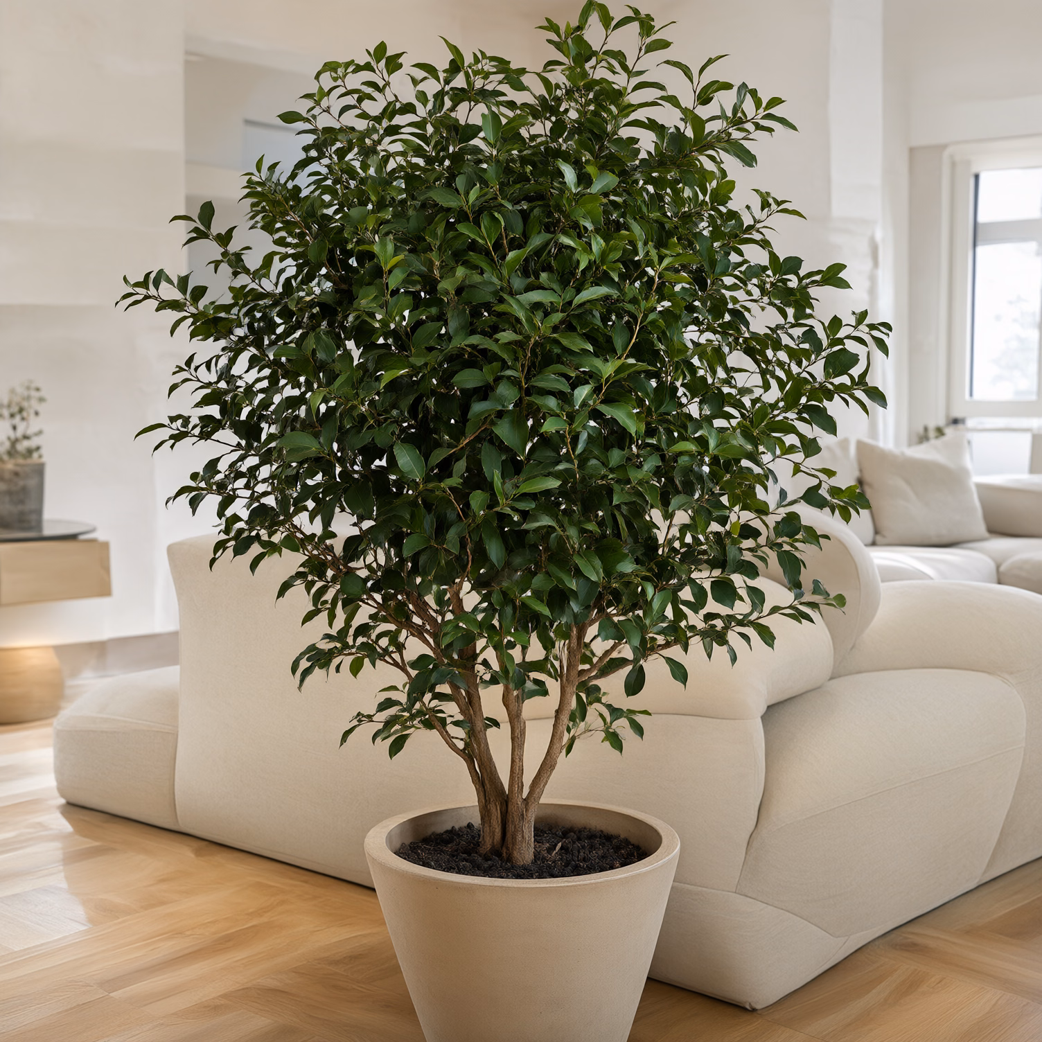 Ficus Benjamin — foto 2