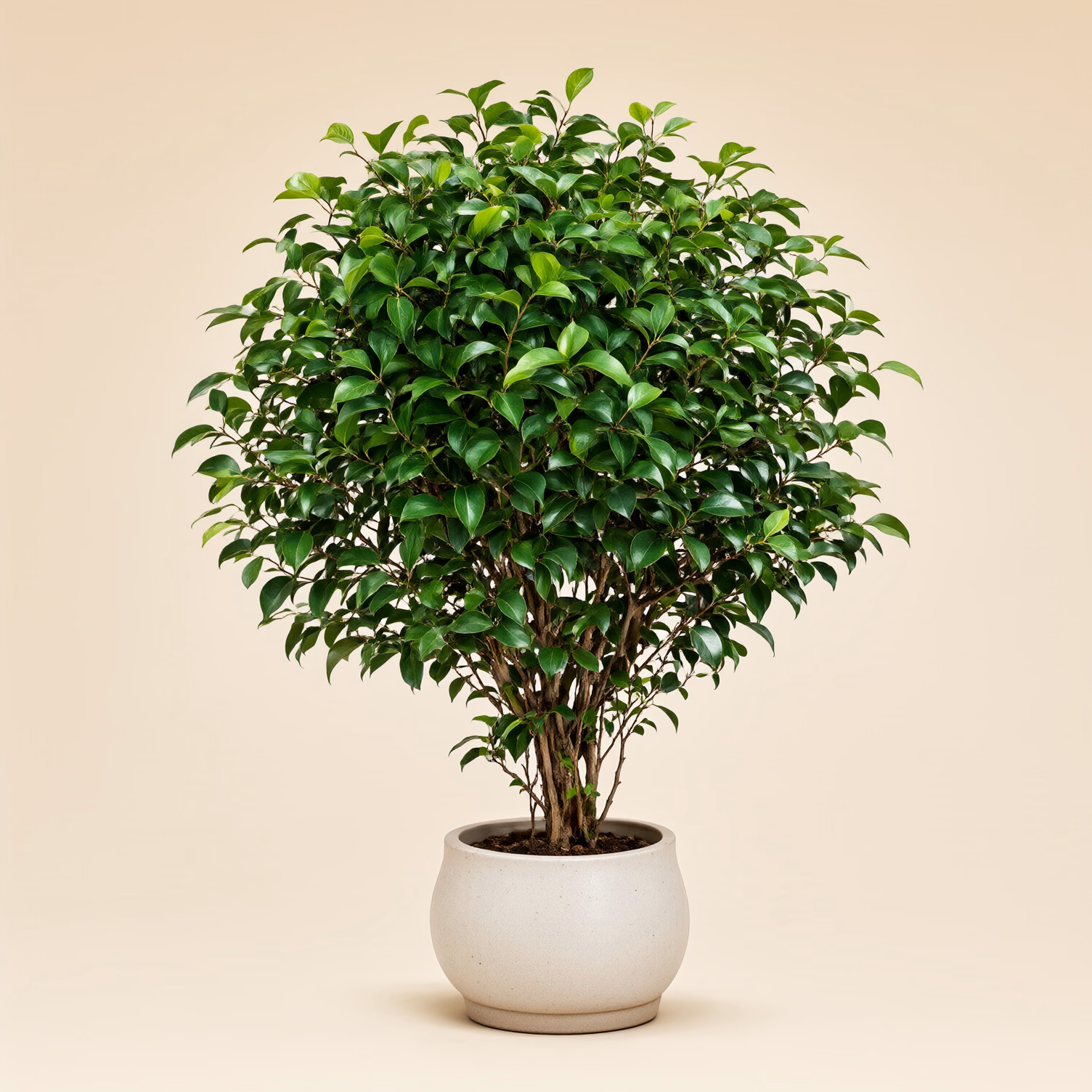 Ficus Benjamin