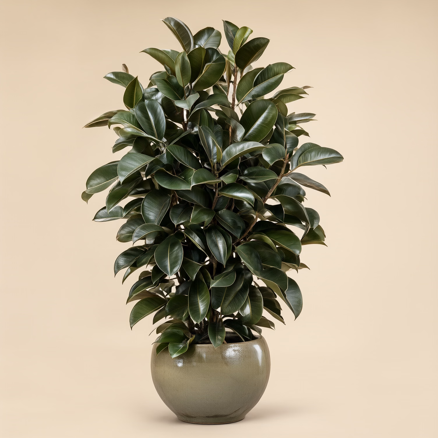 Ficus Elastica Grande