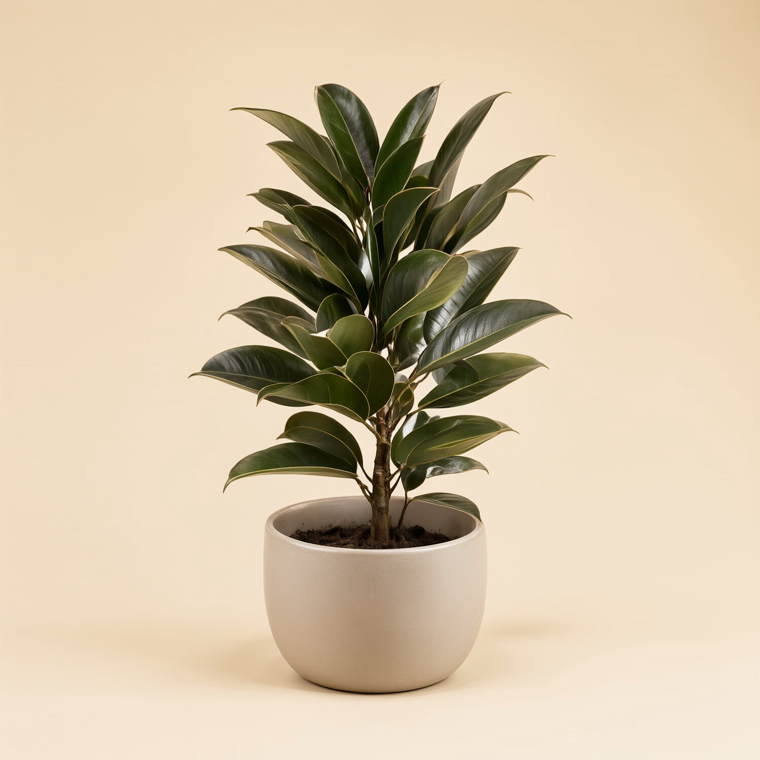 Ficus Elastica Piccolo