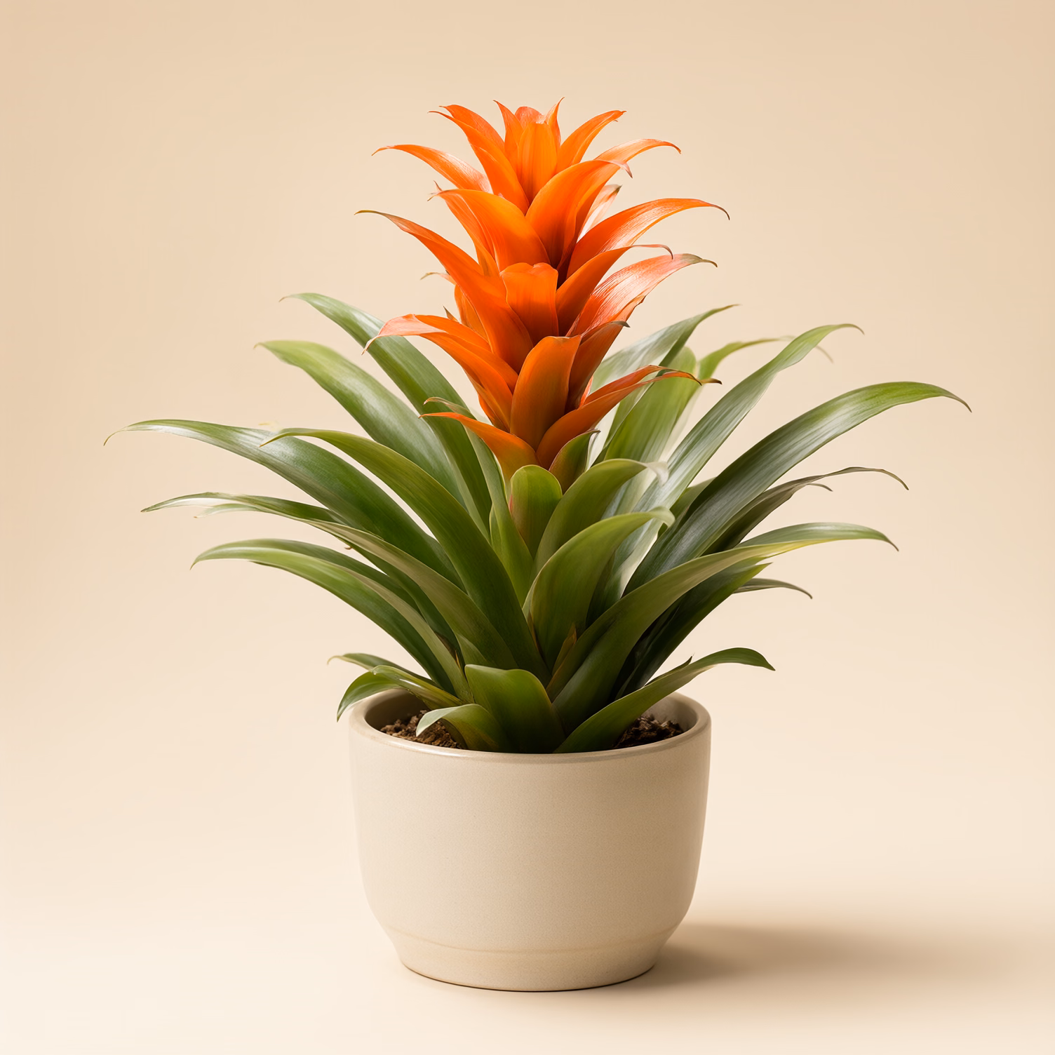 Guzmania Arancione