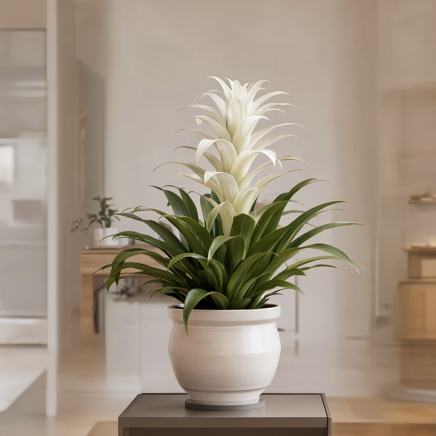 Guzmania Bianca — foto 2