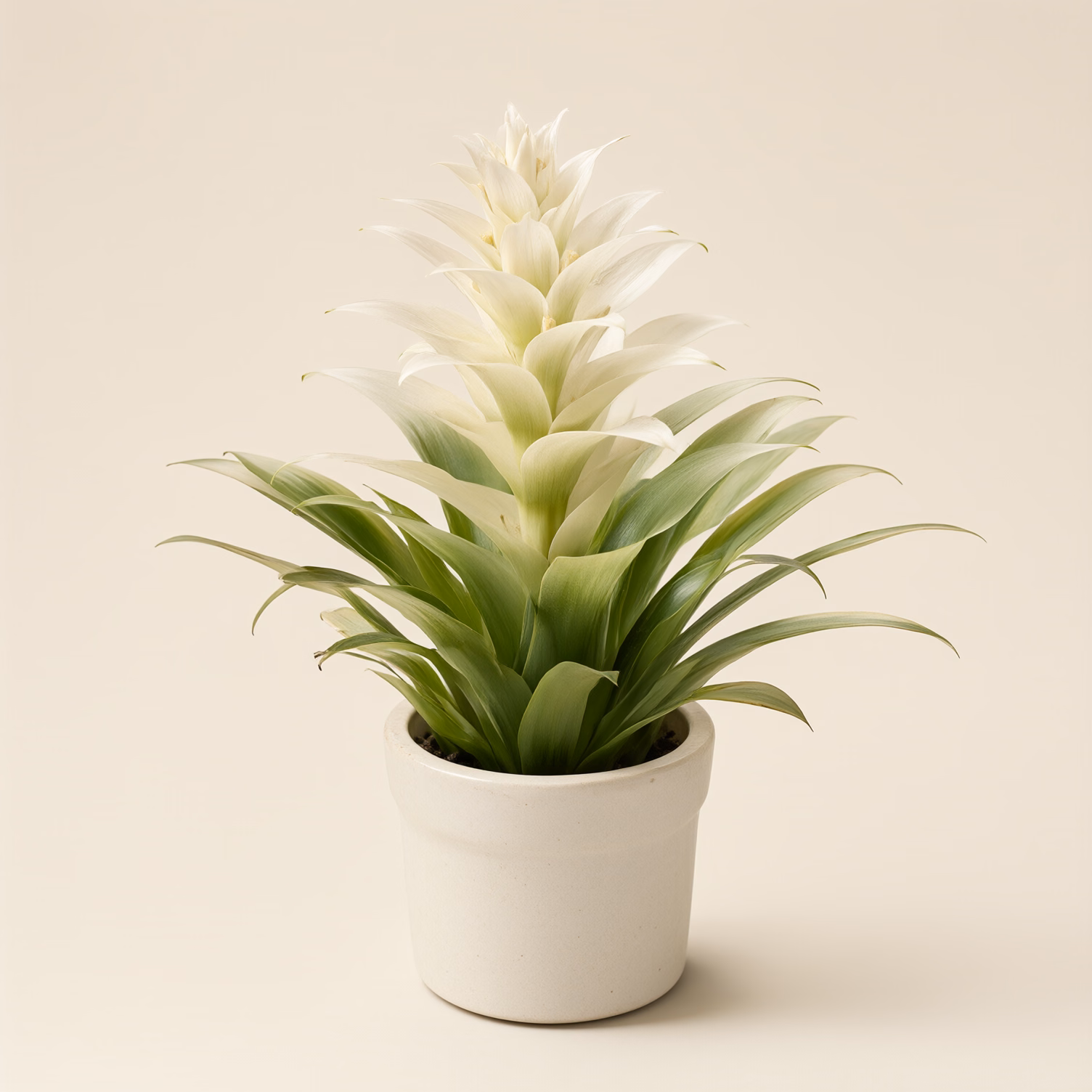 Guzmania Bianca