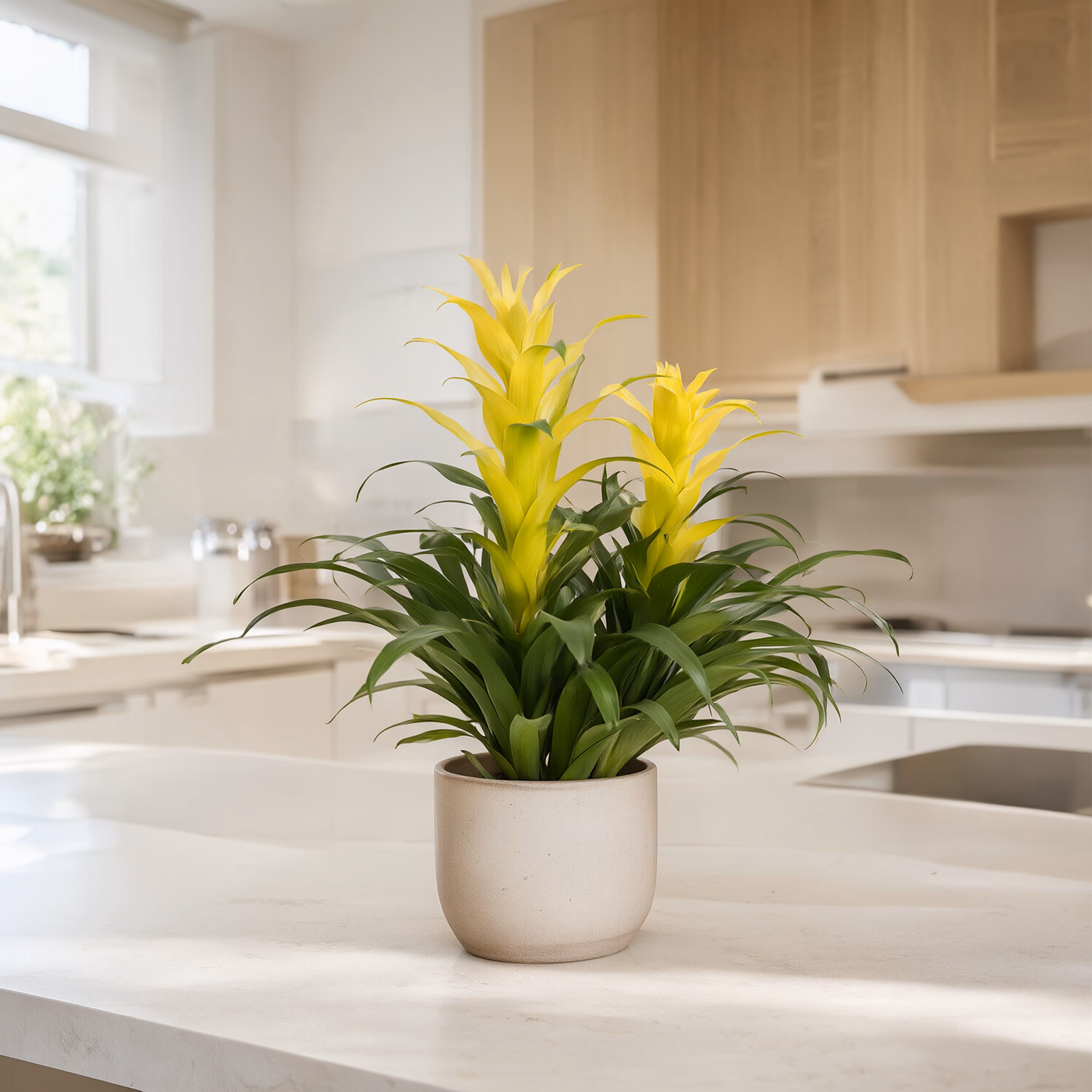 Guzmania Gialla — foto 2