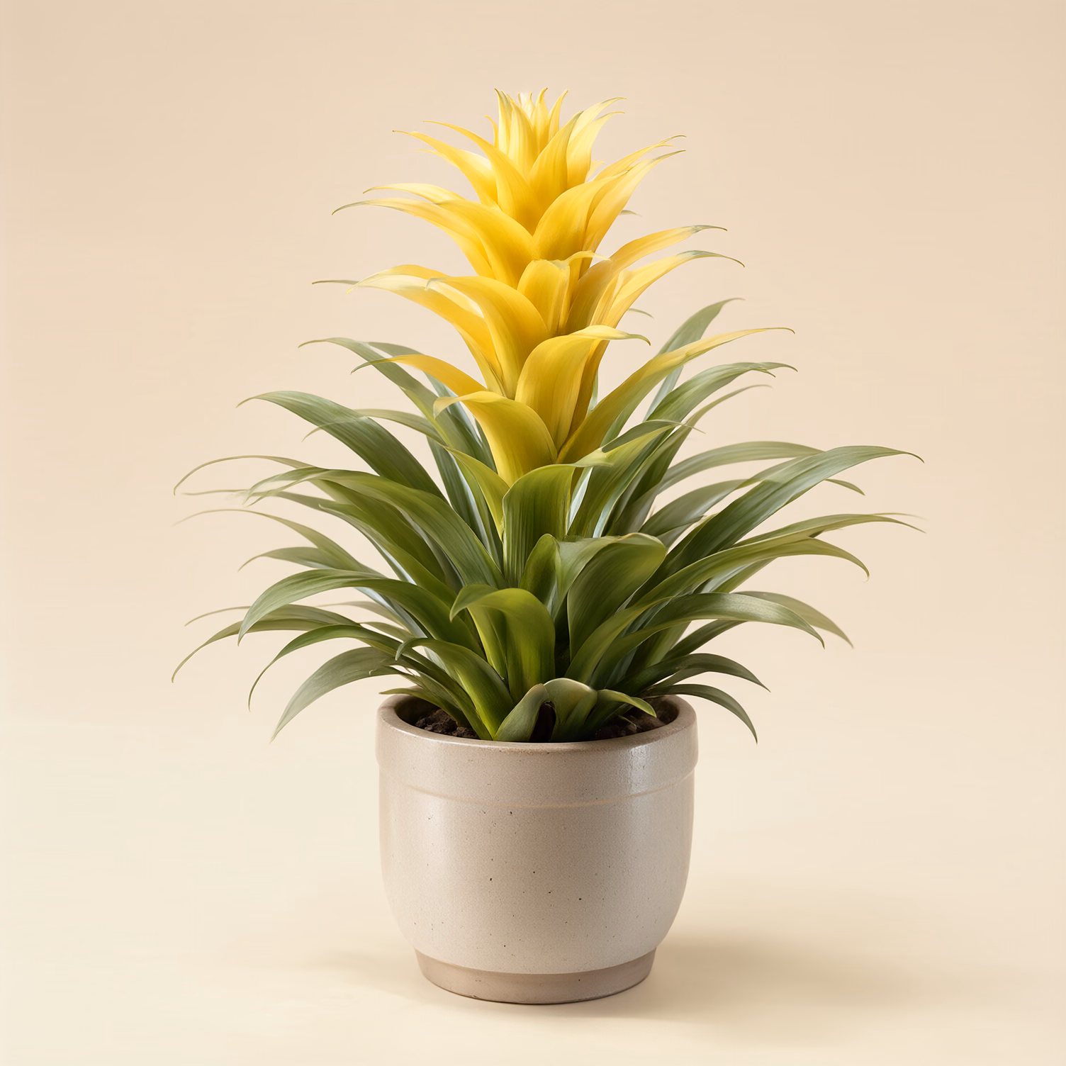 Guzmania Gialla