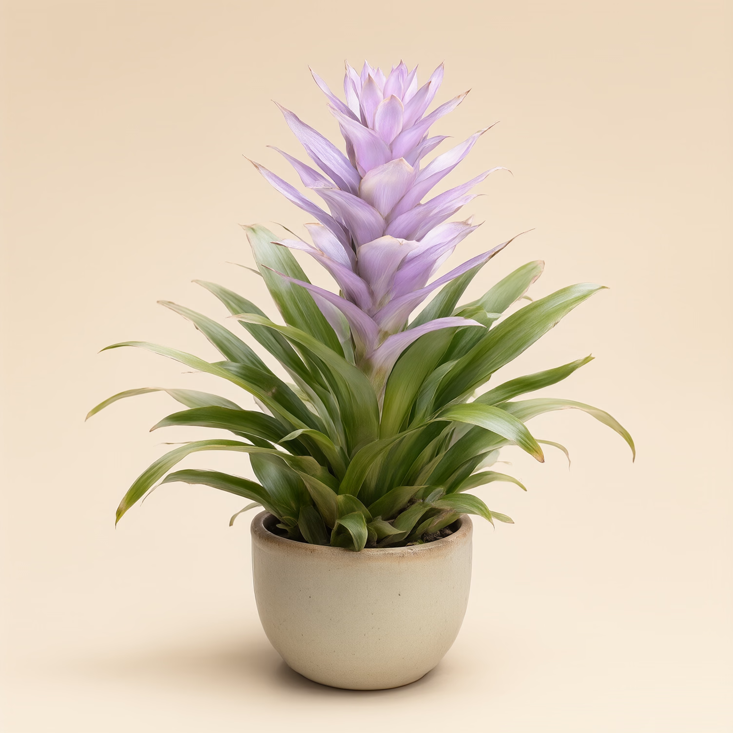 Guzmania Lilla