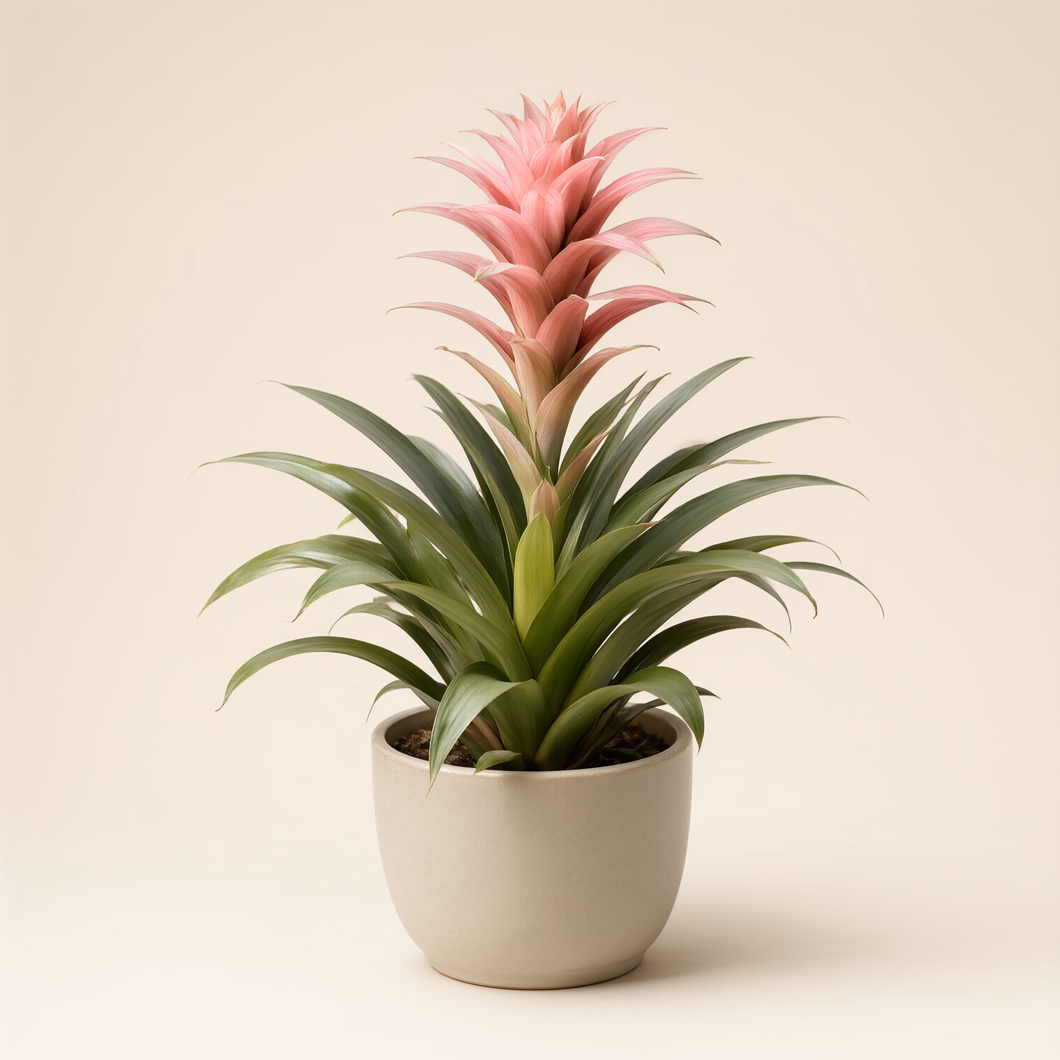 Guzmania Rosa