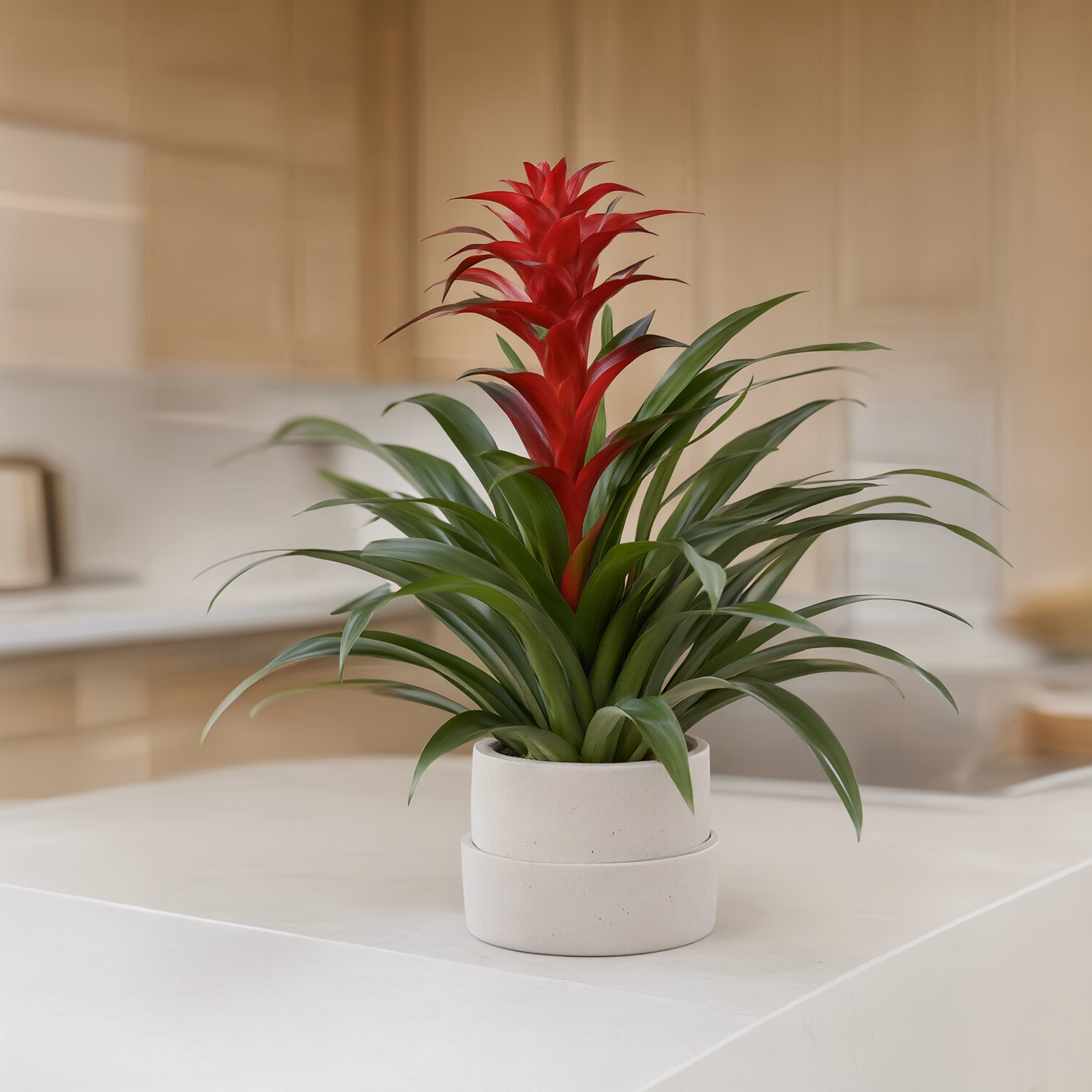 Guzmania Rossa — foto 2