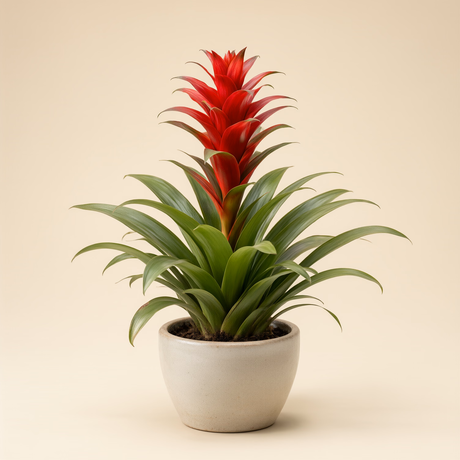 Guzmania Rossa