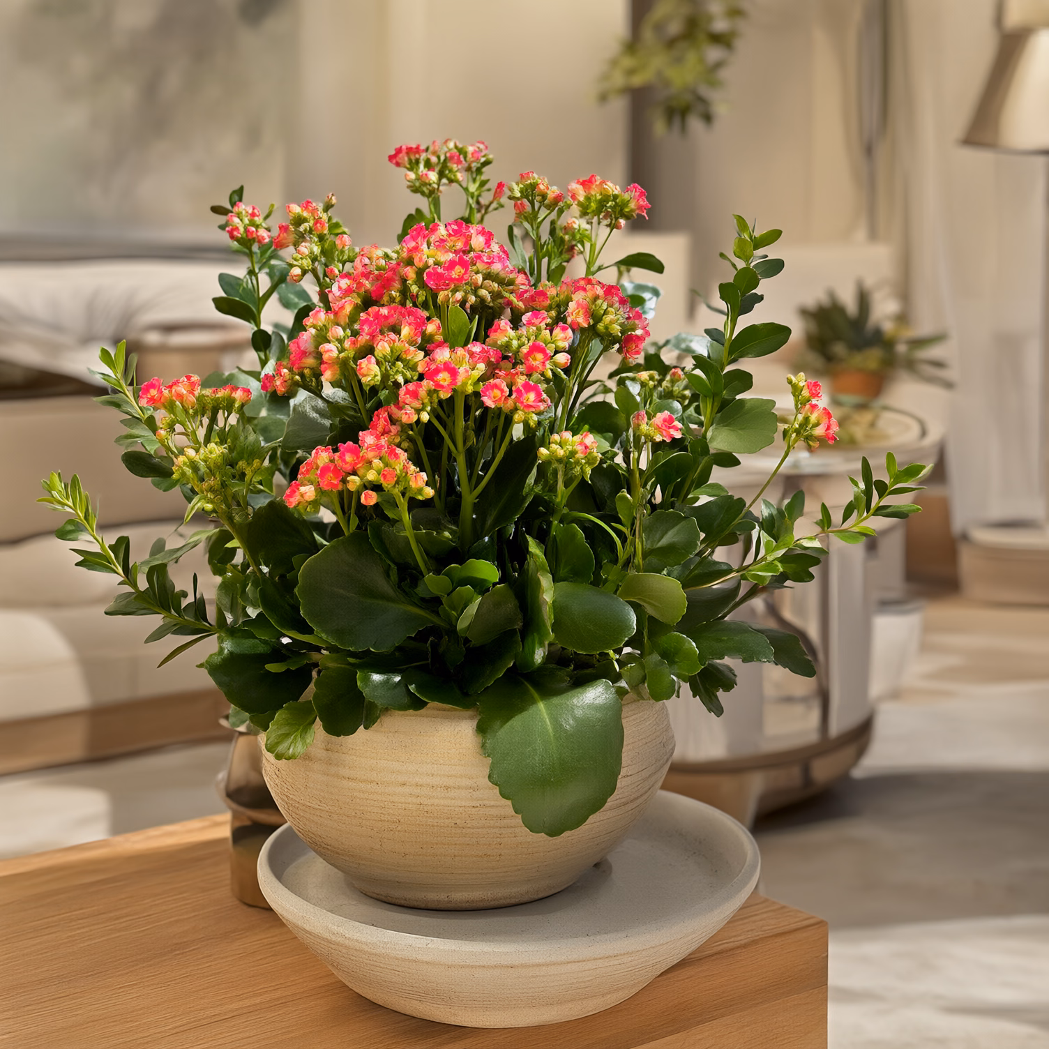 Kalanchoe Grande — foto 2