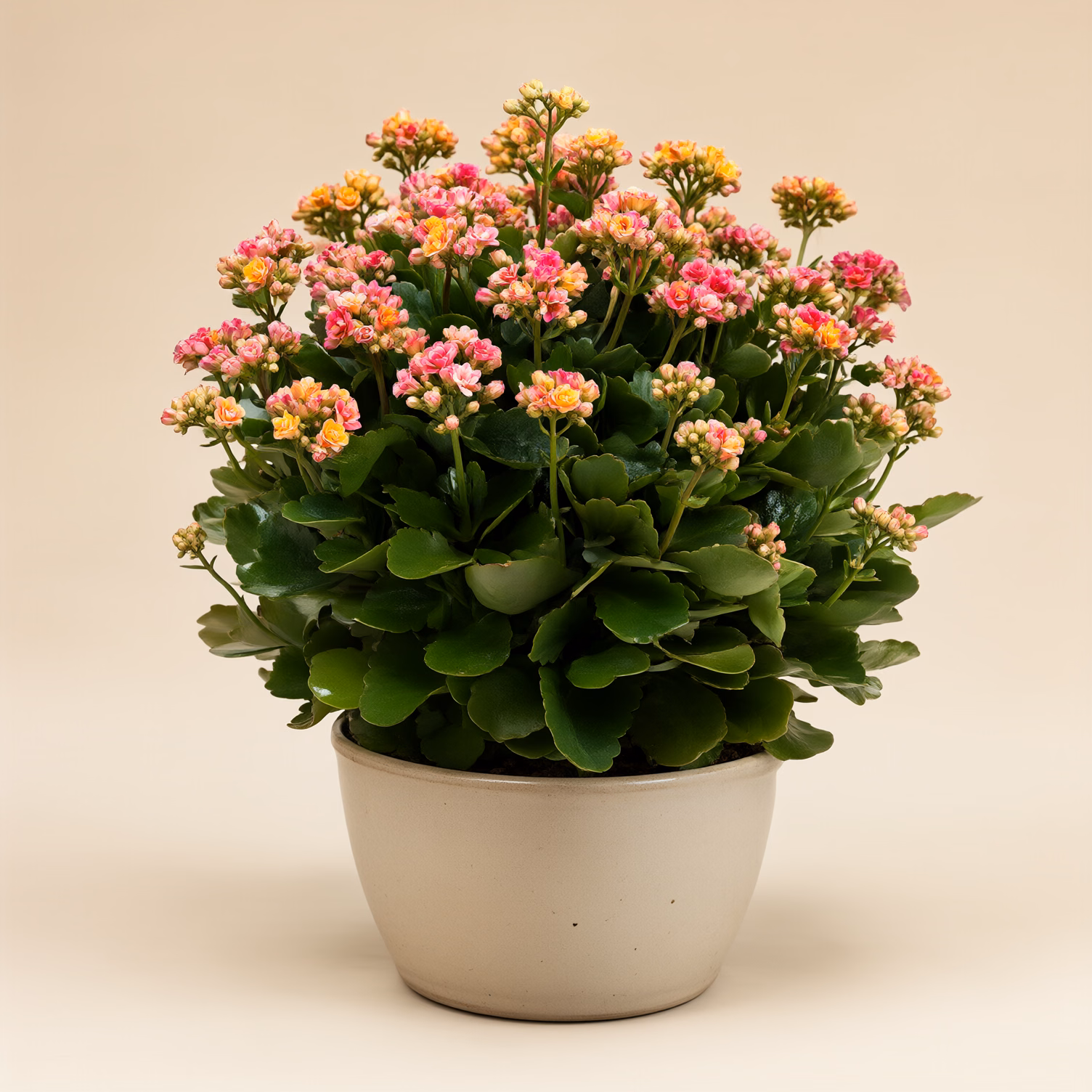 Kalanchoe Grande