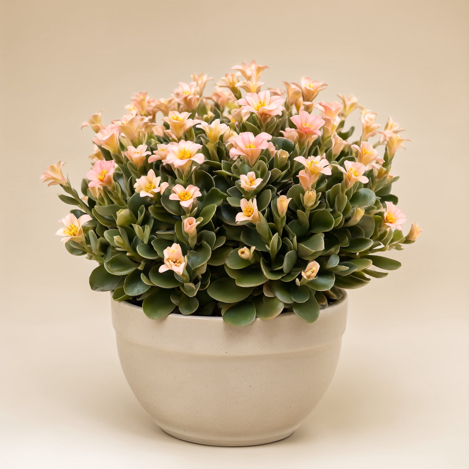 Kalanchoe Piccola