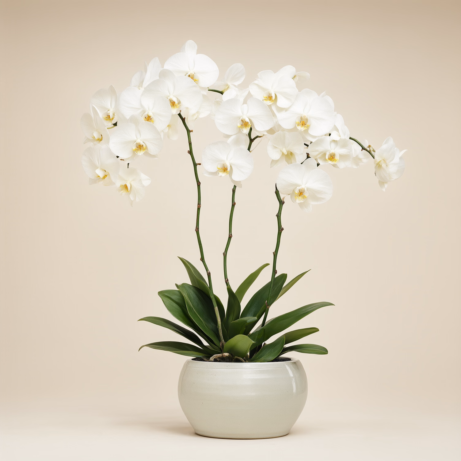 Orchidea Bianca 4 Rami