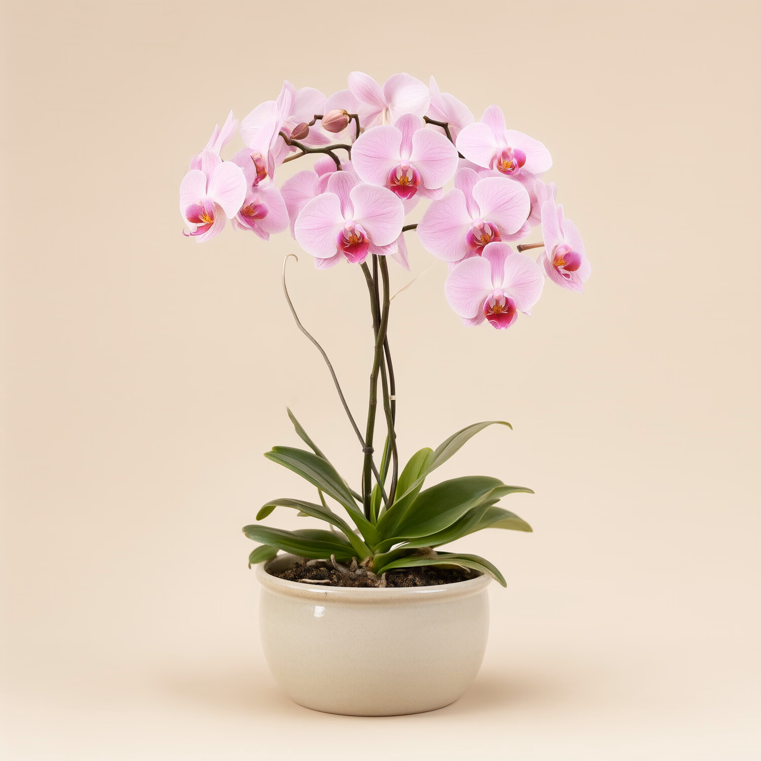 Orchidea Rosa