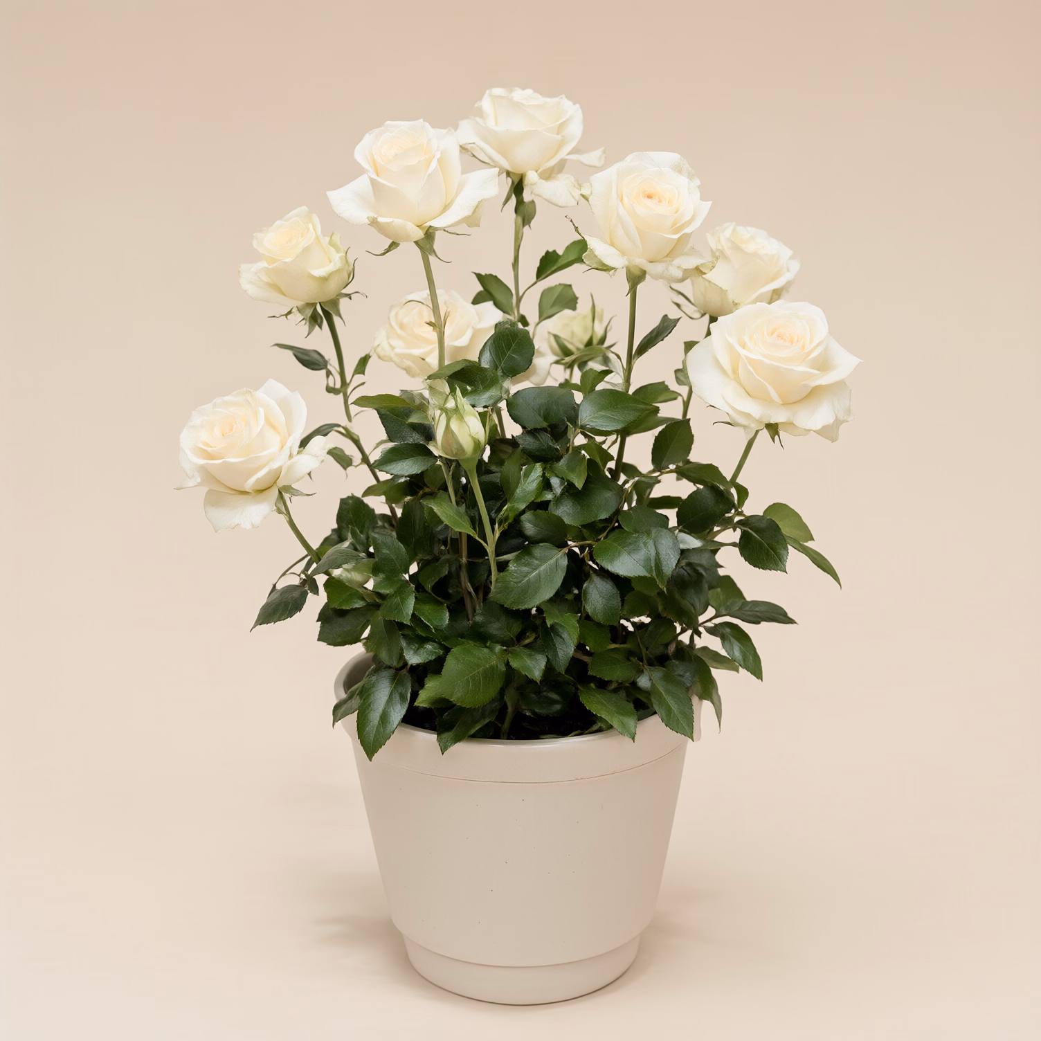 Pianta di Rose Bianche