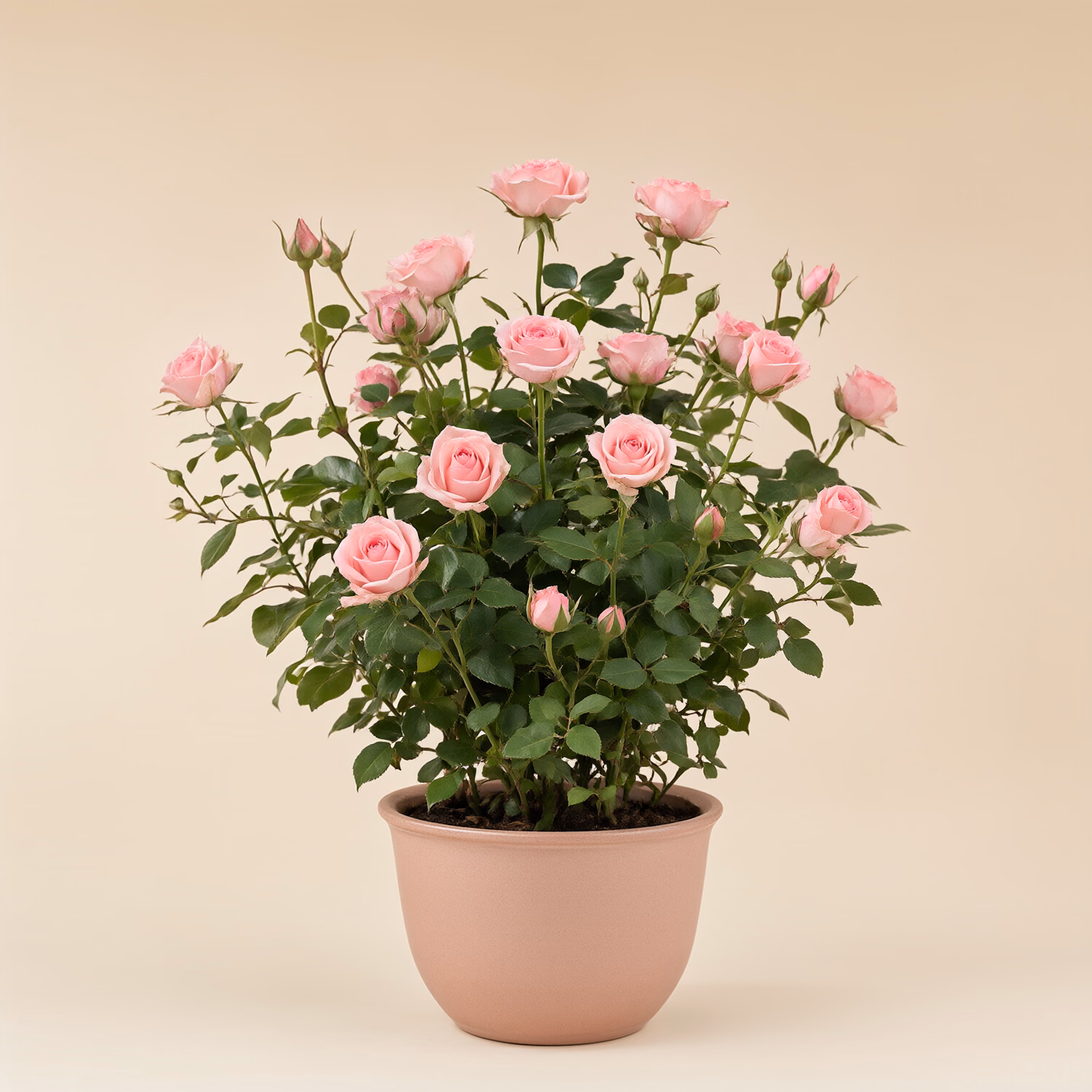 Pianta di Rose Rosa