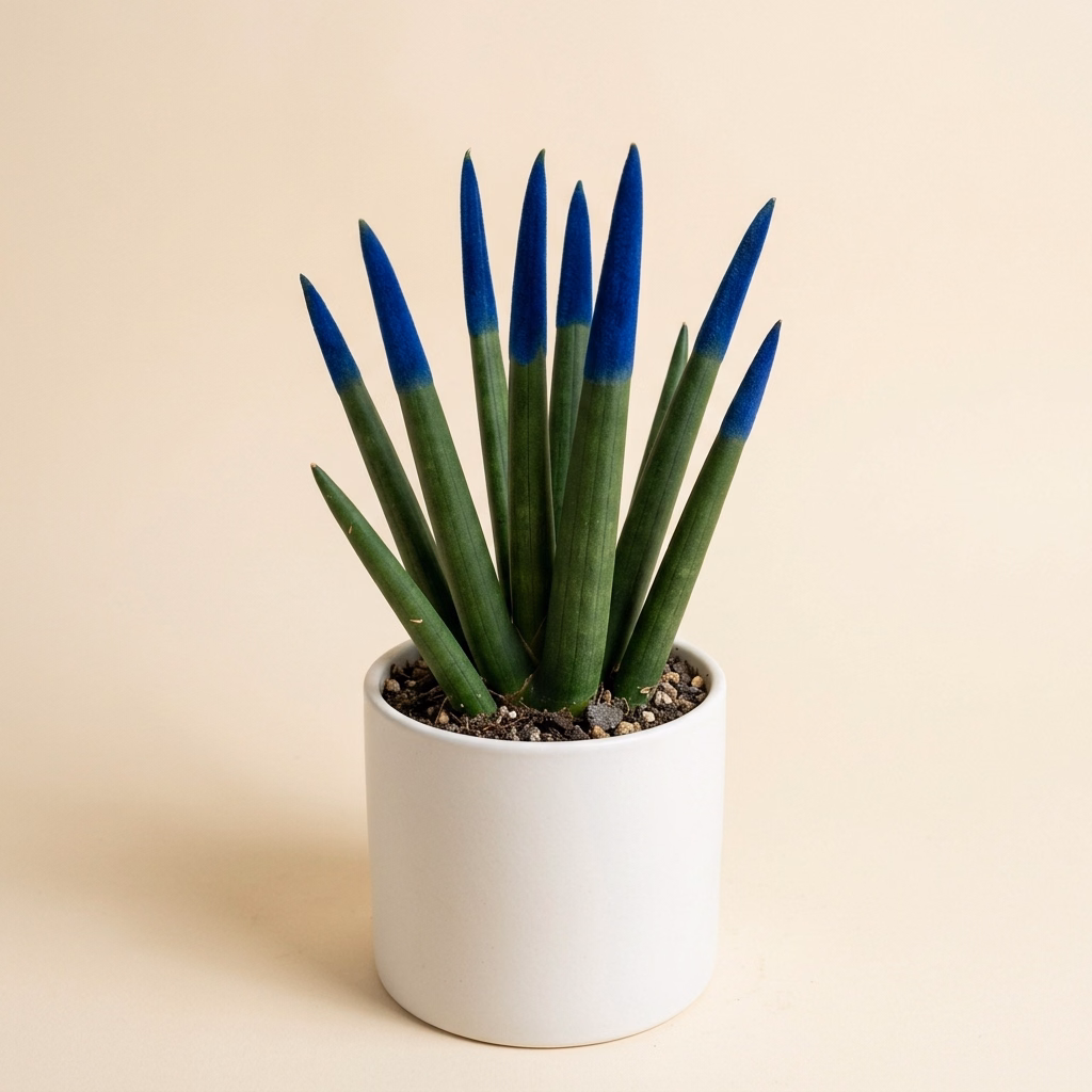 Sansevieria Cylindrica Blu