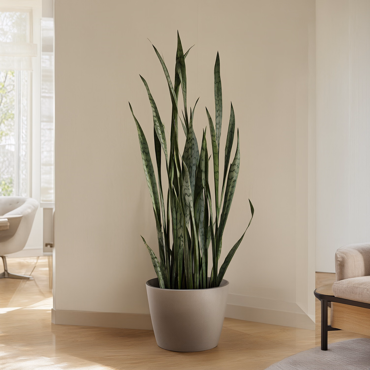 Sansevieria Grande — foto 2