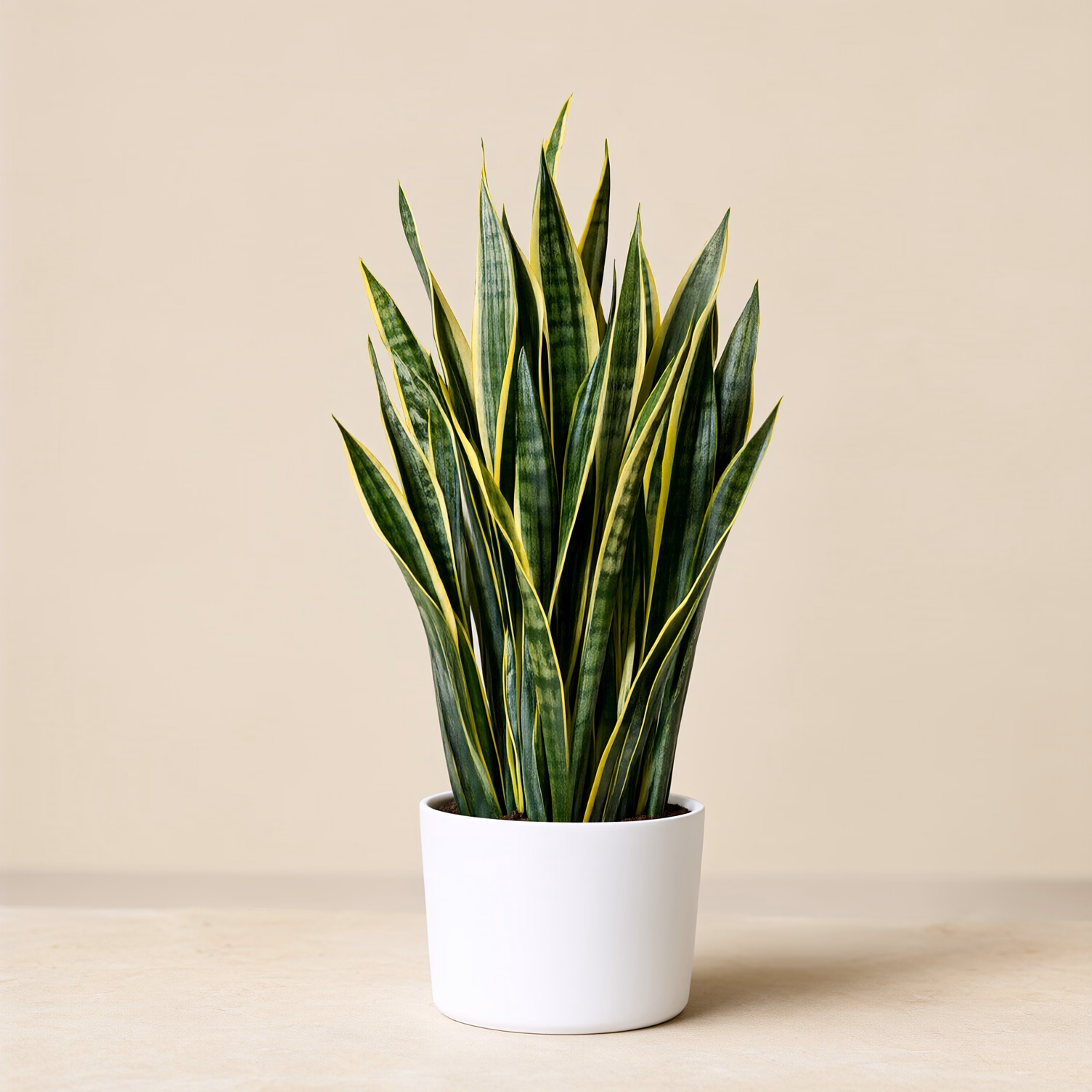 Sansevieria Grande