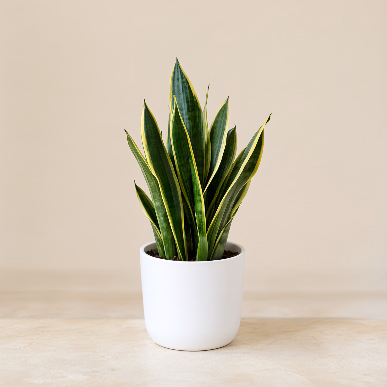 Sansevieria Piccola