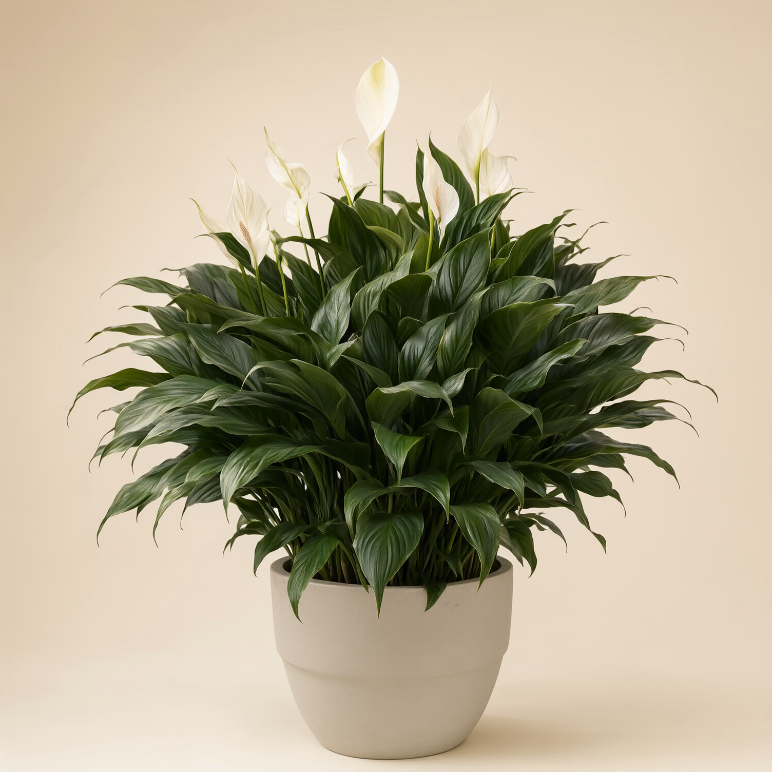 Spathiphyllum Grande