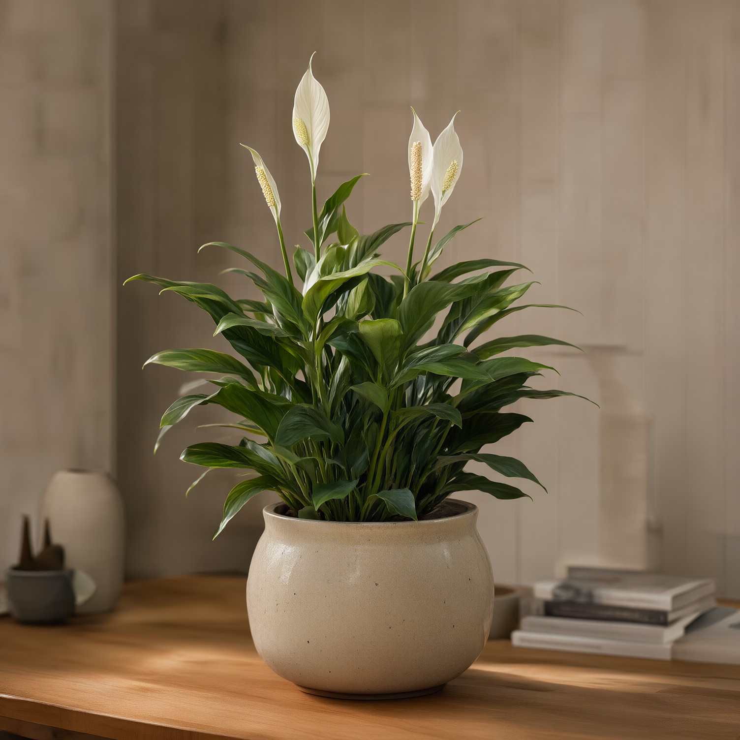 Spathiphyllum Piccolo — foto 2