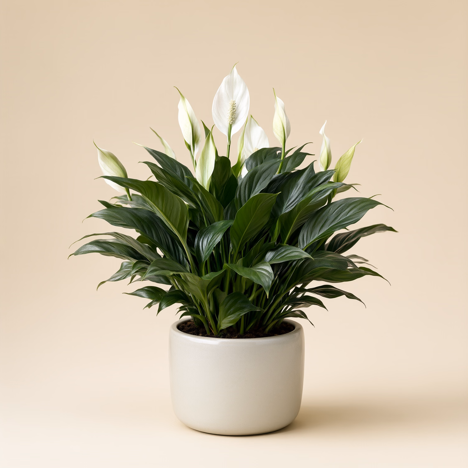 Spathiphyllum Piccolo