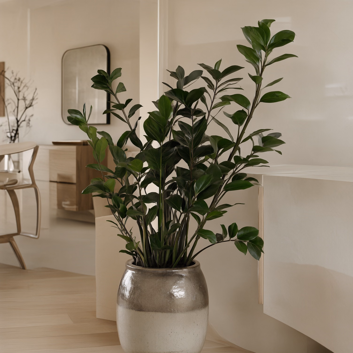 Zamioculcas — foto 2