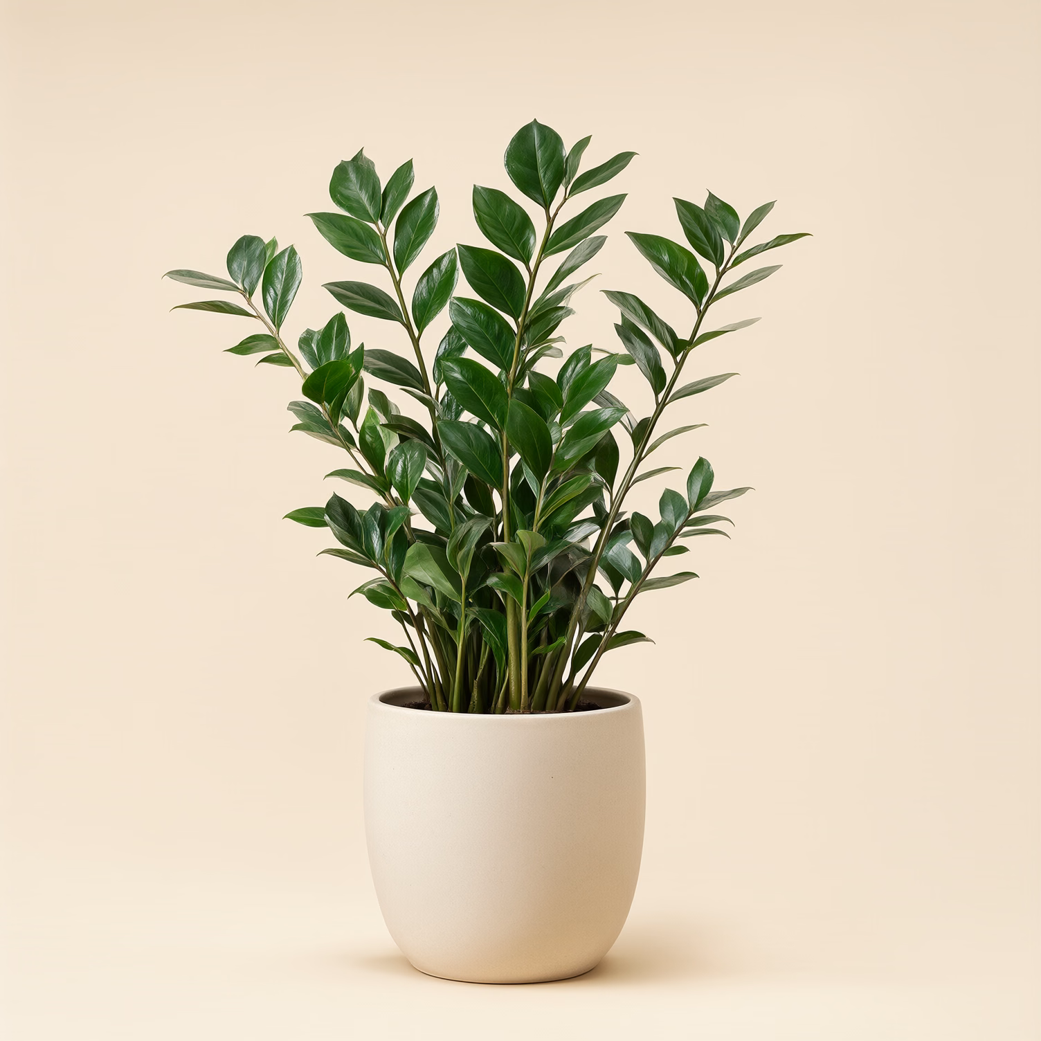 Zamioculcas